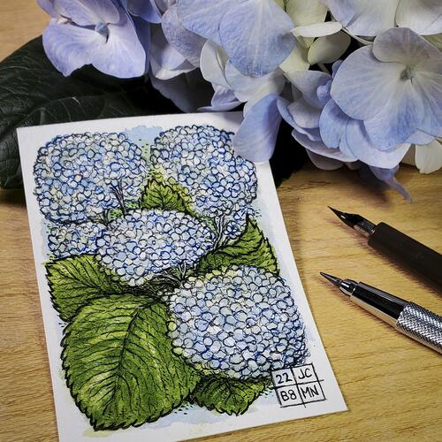 Sketch Card No. 001 Hydrangeas