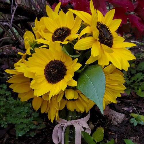 Final Sunflower Harvest