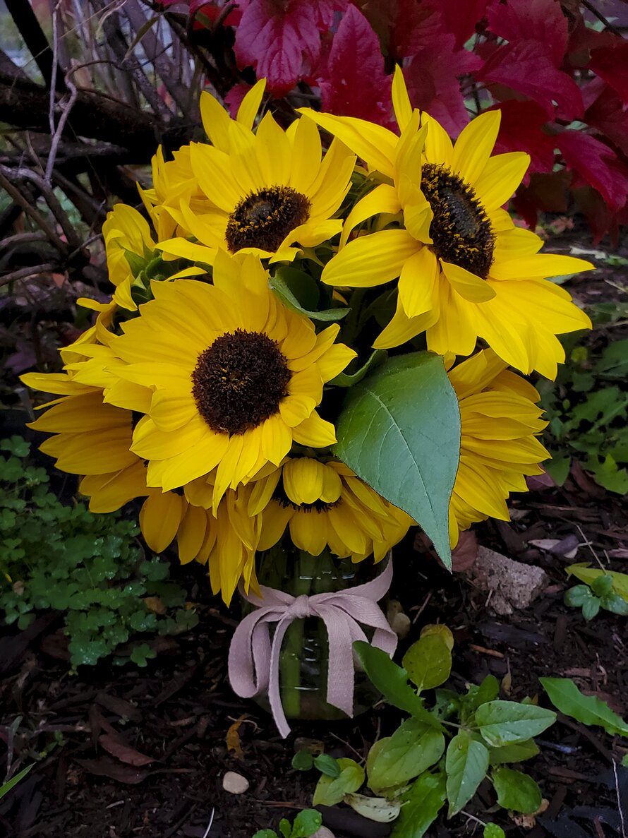 Final Sunflower Harvest