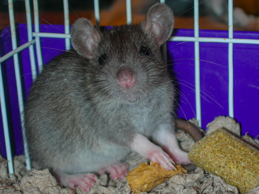 Baby Pet Rat "Nutmeg" 7 December 2006