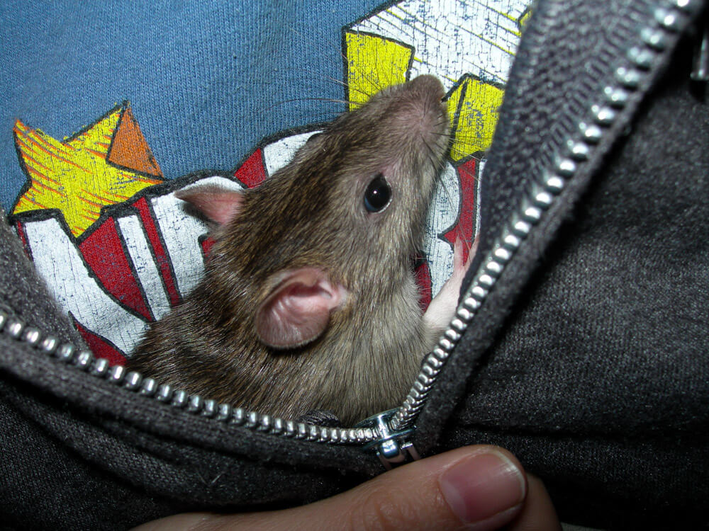 Pet Rat "Nutmeg" 16 January 2007