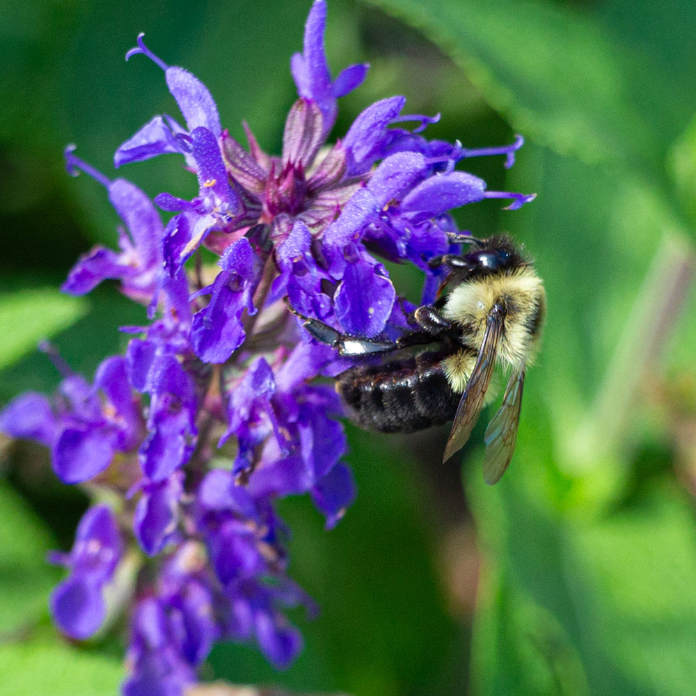 "Bumblebee on Purple Salvia Bloom" by Jen Bateman