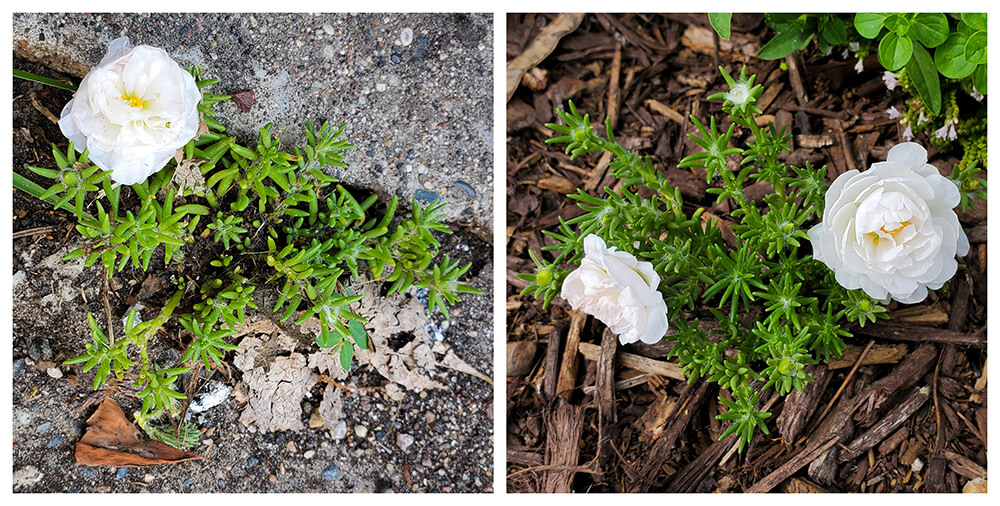 White Moss Rose Blooms