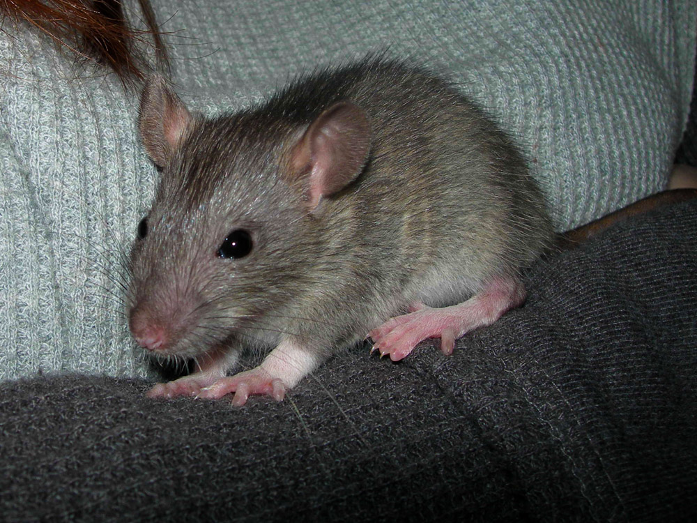 Blog requiem for a dying rat