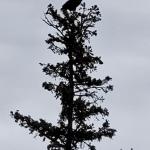 Grand Marais: Bald Eagle in Treetop