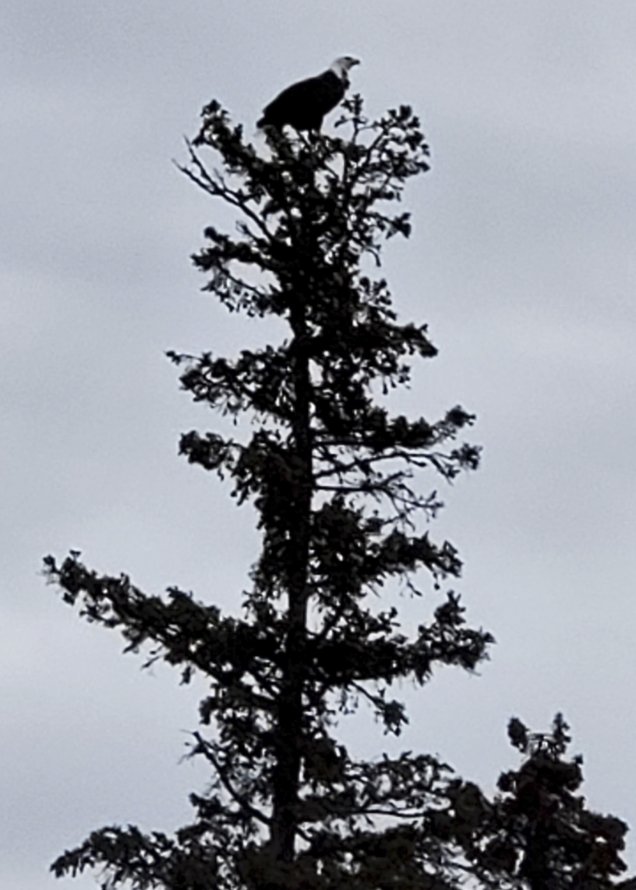Grand Marais: Bald Eagle in Treetop