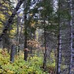 Cascade River State Park: Bed of Leaves