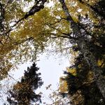 Cascade River State Park: Fall Tree Canopy