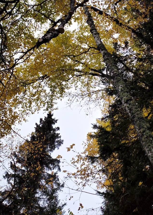 Cascade River State Park: Fall Tree Canopy