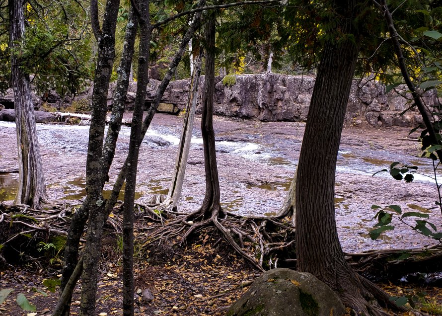 Gooseberry Falls State Park: Cedar Trees on the Gooseberry River Bank