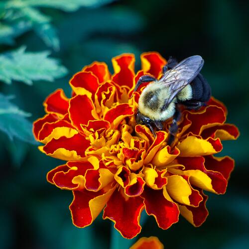 Bumblebee on Orange Marigold Flower