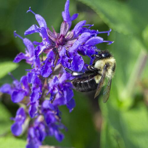 Bumblebee on Purple Salvia Flower