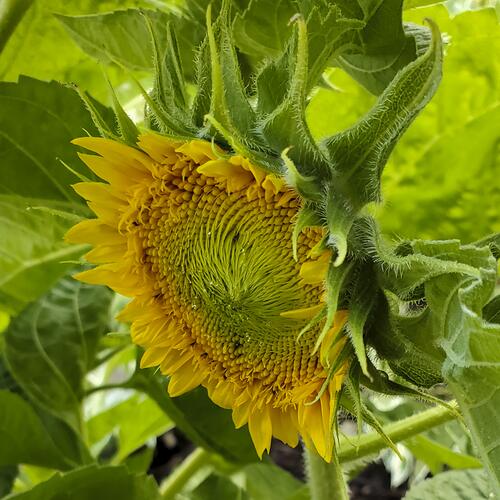 The First Sunflower