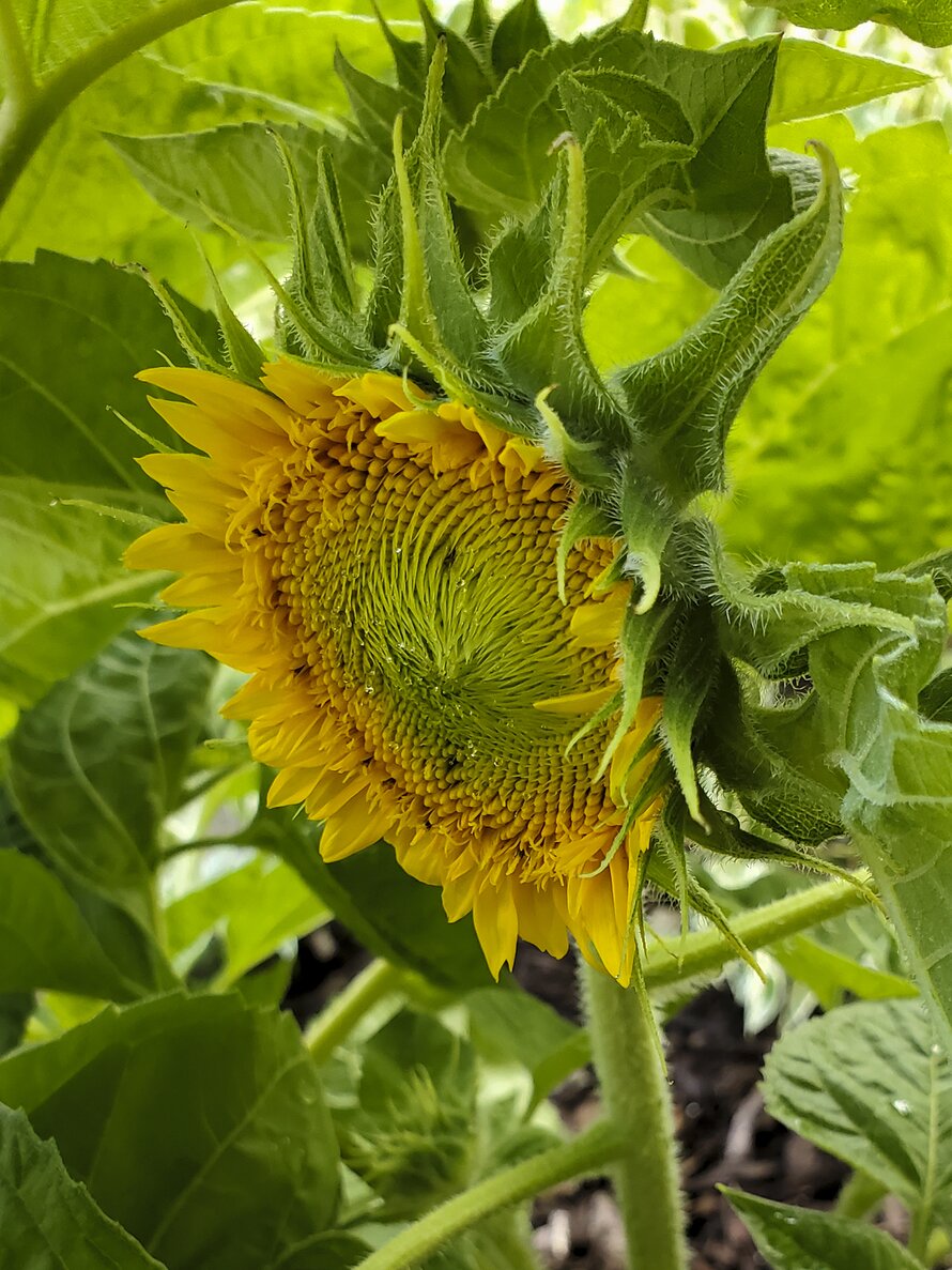 The First Sunflower