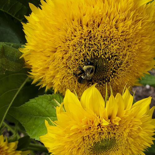Bumblebee on Yellow Teddy Bear Sunflower