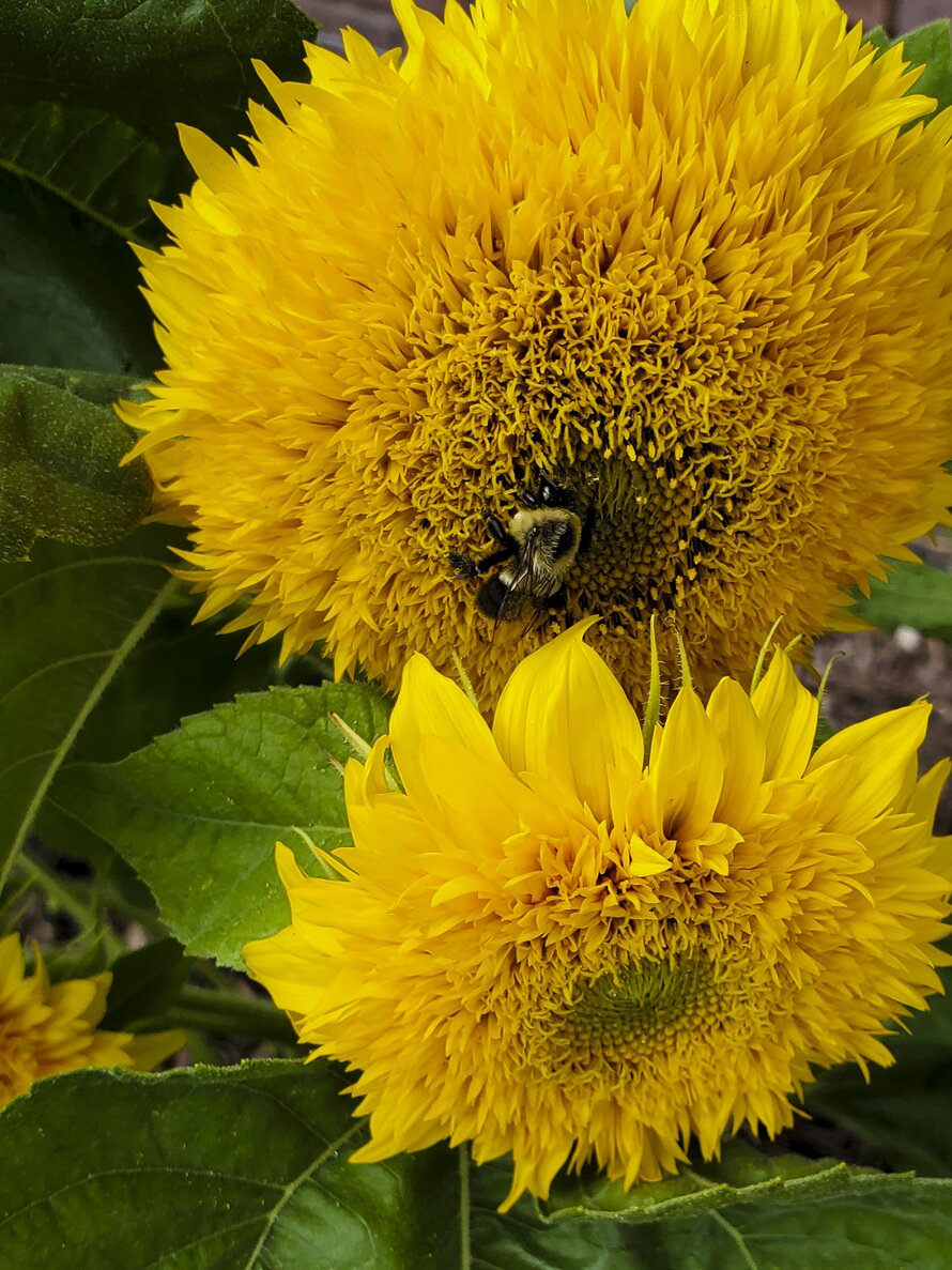 Bumblebee on Yellow Teddy Bear Sunflower