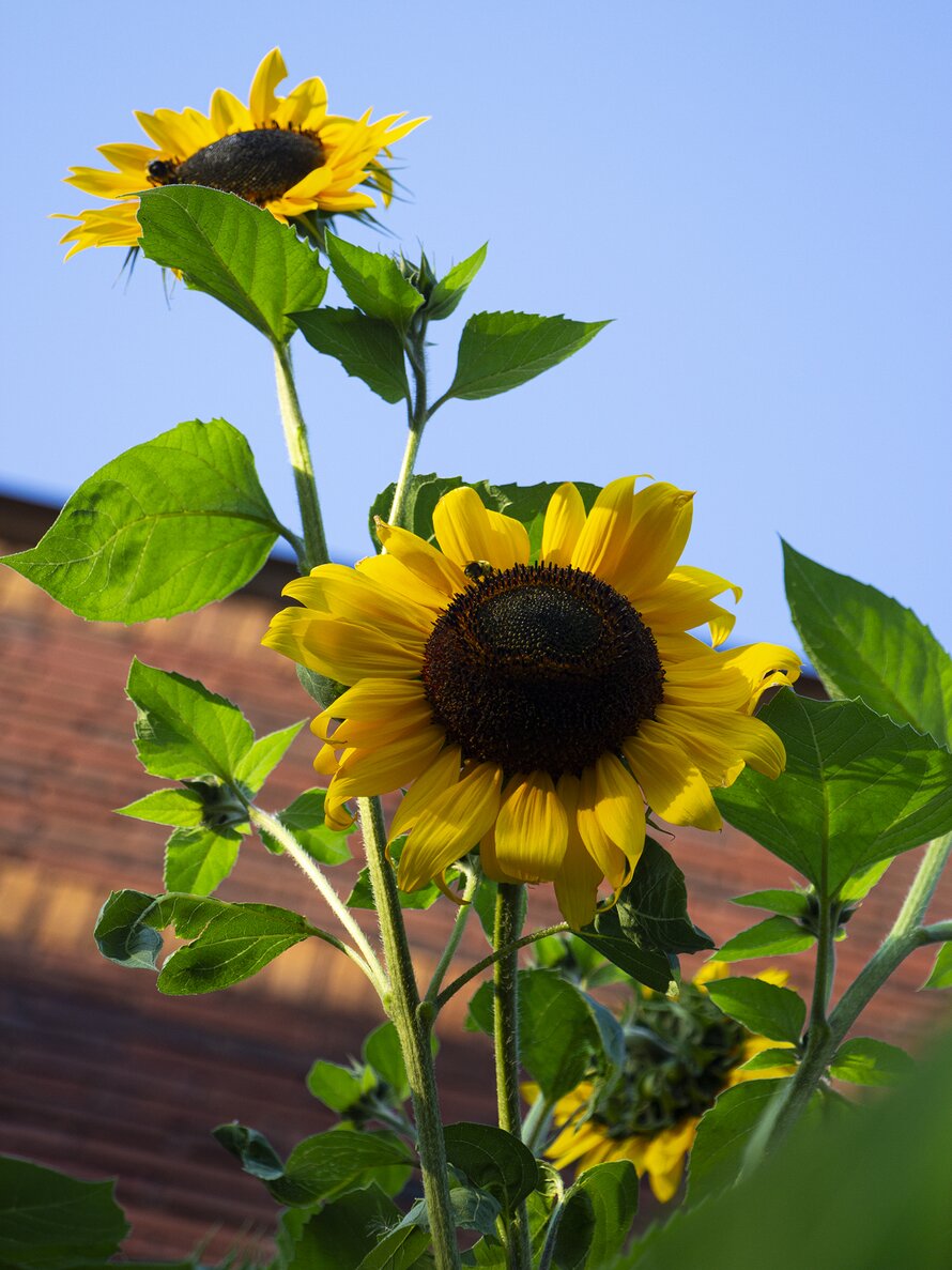 Treasure Mountain Sunflowers No. 01