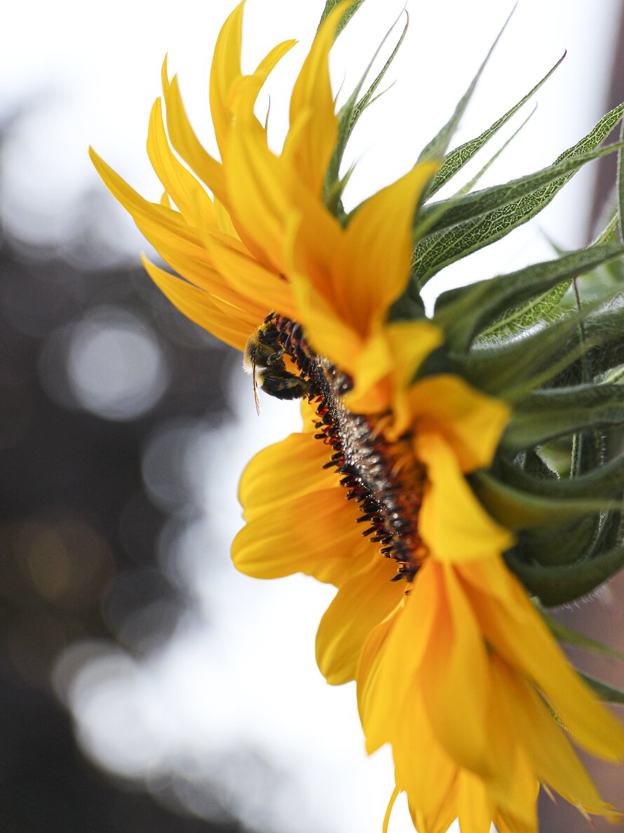 Treasure Mountain Sunflowers No. 02