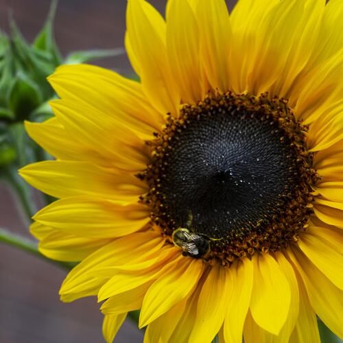 Treasure Mountain Sunflowers No. 03
