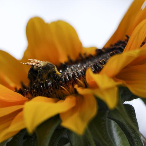 Treasure Mountain Sunflowers No. 04