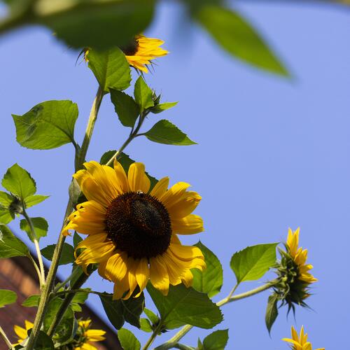 Treasure Mountain Sunflowers No. 05