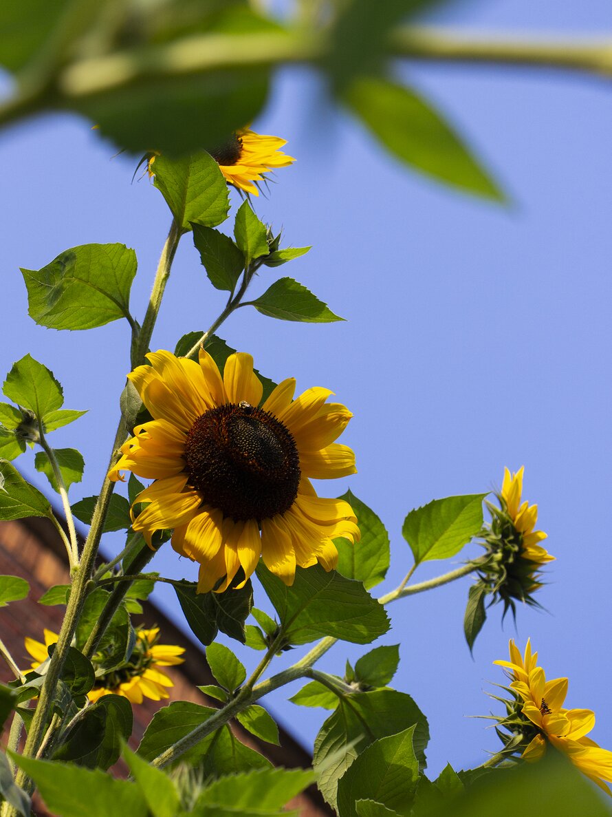 Treasure Mountain Sunflowers No. 05