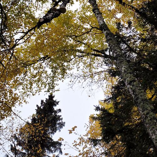 Cascade River State Park: Fall Tree Canopy