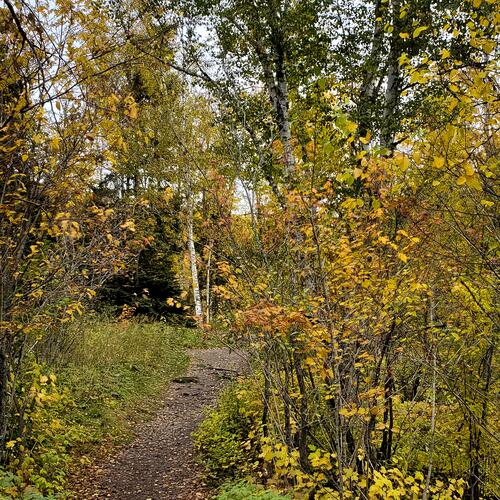 Split Rock Lighthouse State Park: Winding Wooded Path