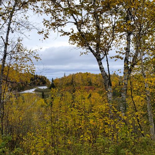 Gooseberry Falls State Park: Birch Trees
