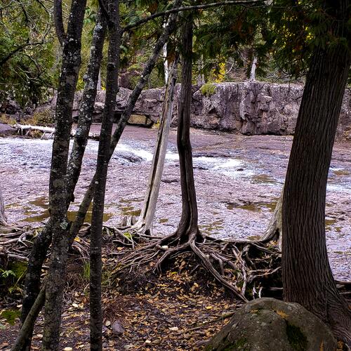 Gooseberry Falls State Park: Cedar Trees on the Gooseberry River Bank